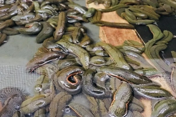 蚂蟥的养殖方法,将动物血液与饲料、草粉混在一起投喂