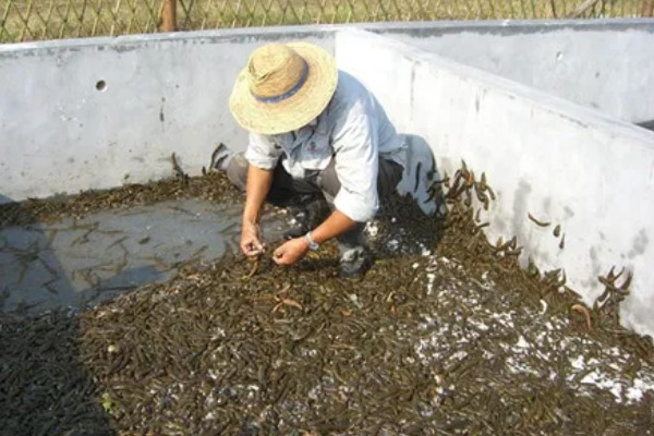 蚂蟥的养殖方法,将动物血液与饲料、草粉混在一起投喂