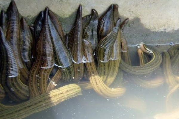 蚂蟥的养殖方法,将动物血液与饲料、草粉混在一起投喂