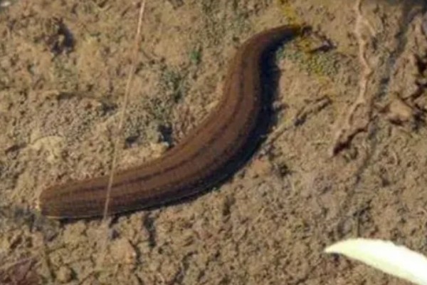 蚂蟥的养殖方法,将动物血液与饲料、草粉混在一起投喂