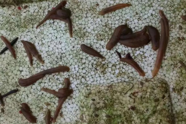 蚂蟥的养殖方法,将动物血液与饲料、草粉混在一起投喂