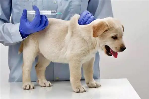 狗狗接种疫苗失败的原因,不一定都会成功