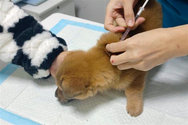 狗狗接种疫苗失败的原因,不一定都会成功