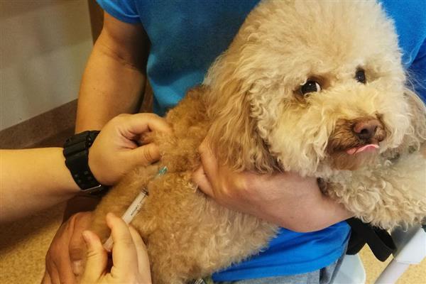 狗狗接种疫苗失败的原因,不一定都会成功