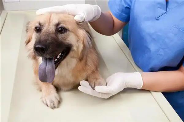 狗狗接种疫苗失败的原因,不一定都会成功