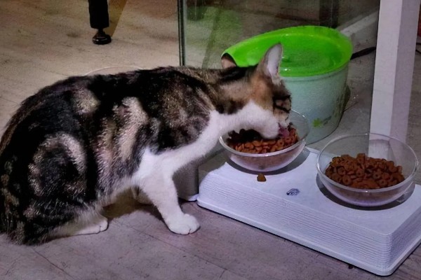 帮助猫咪发腮的方法,合理喂食是有效方式