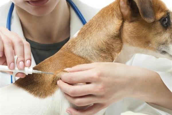 狗狗接种疫苗失败的原因,不一定都会成功