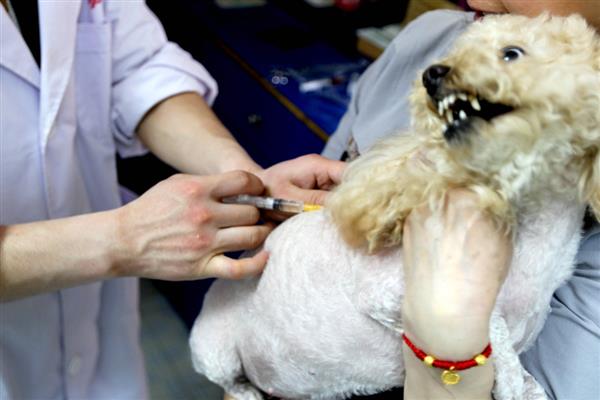 狗狗接种疫苗失败的原因,不一定都会成功