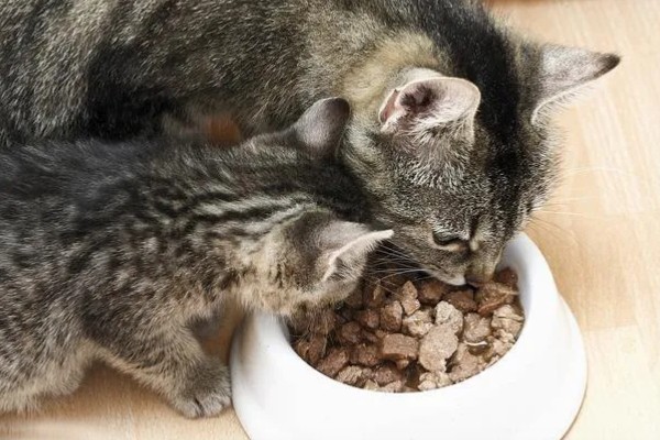 帮助猫咪发腮的方法,合理喂食是有效方式