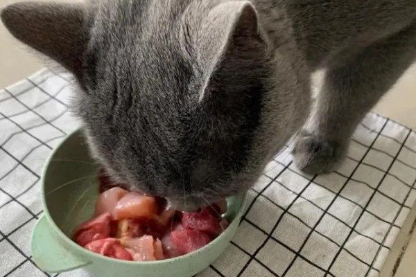 帮助猫咪发腮的方法,合理喂食是有效方式