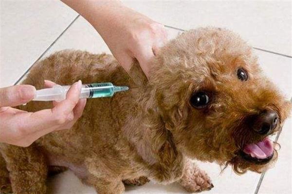 狗狗接种疫苗失败的原因,不一定都会成功
