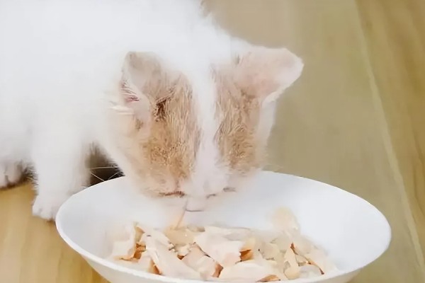 帮助猫咪发腮的方法,合理喂食是有效方式