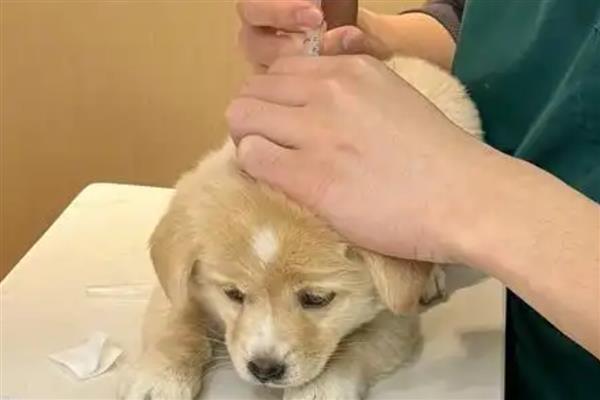 狗狗接种疫苗失败的原因,不一定都会成功