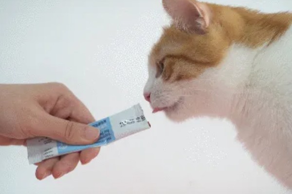 帮助猫咪发腮的方法,合理喂食是有效方式