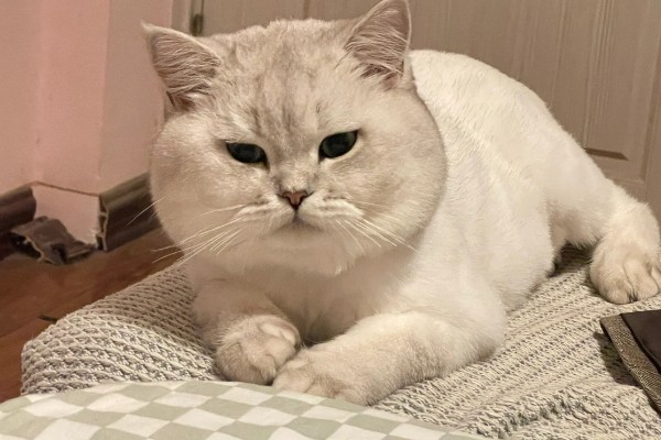 帮助猫咪发腮的方法,合理喂食是有效方式