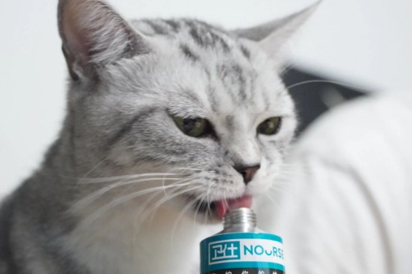 帮助猫咪发腮的方法,合理喂食是有效方式