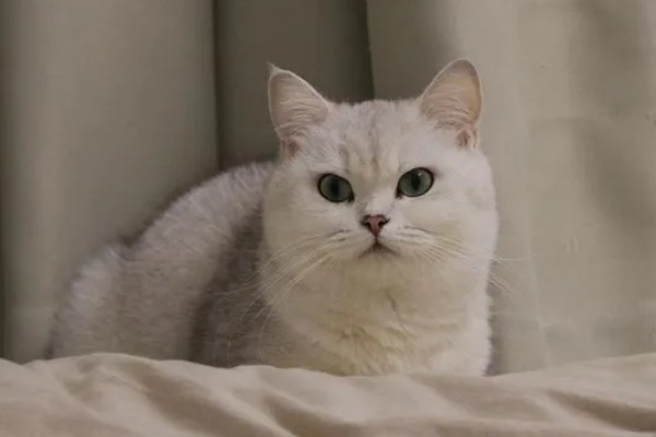 帮助猫咪发腮的方法,合理喂食是有效方式