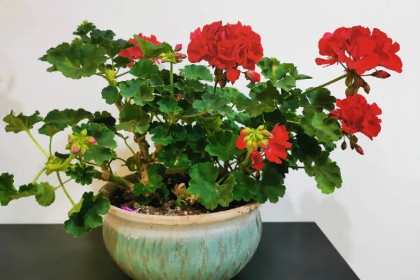 天竺葵怎么养殖，夏季室温不可超过30℃