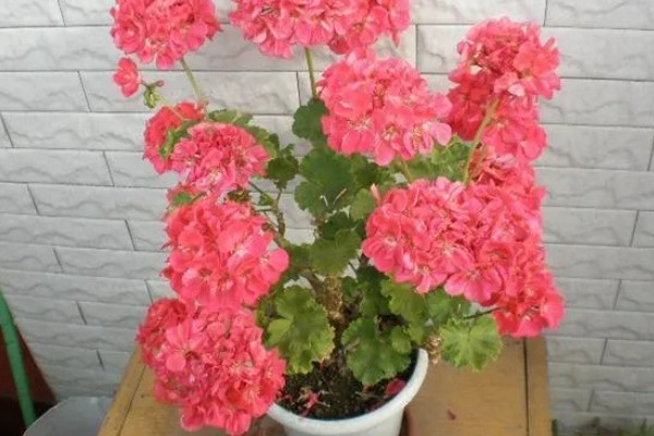 天竺葵怎么养殖，夏季室温不可超过30℃