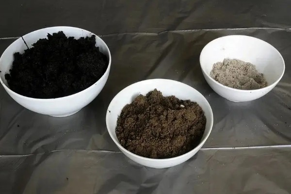 天竺葵怎么养殖，夏季室温不可超过30℃