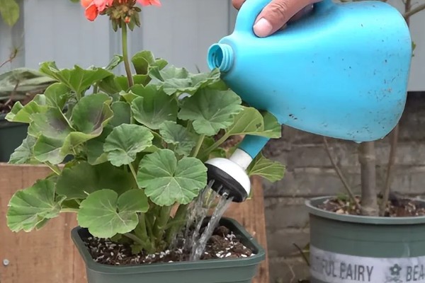 天竺葵怎么养殖，夏季室温不可超过30℃