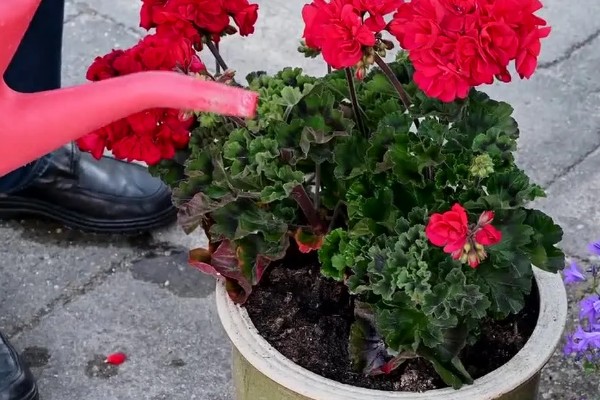 天竺葵怎么养殖，夏季室温不可超过30℃