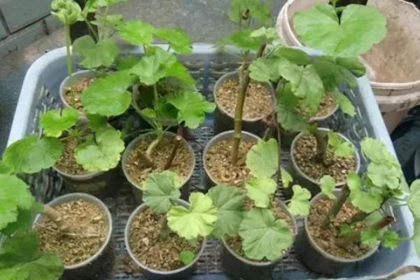 天竺葵怎么养殖，夏季室温不可超过30℃