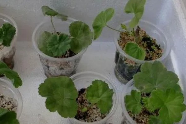 天竺葵怎么养殖，夏季室温不可超过30℃