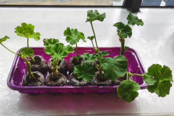 天竺葵怎么养殖，夏季室温不可超过30℃