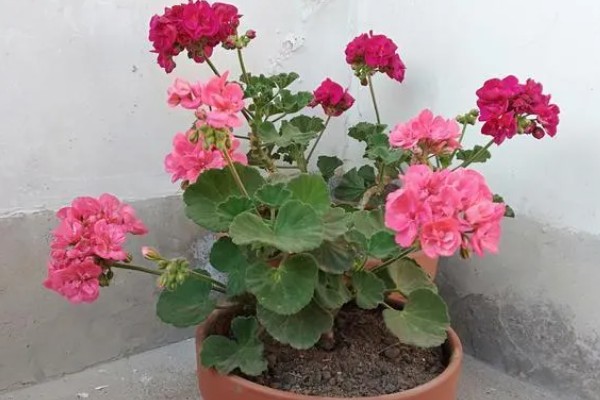 天竺葵怎么养殖，夏季室温不可超过30℃