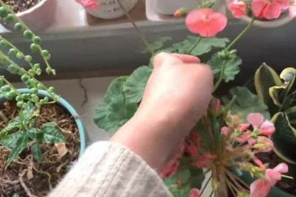 天竺葵怎么养殖，夏季室温不可超过30℃