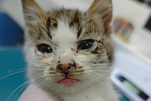 怎么检查猫瘟，可通过临床症状进行初步检查