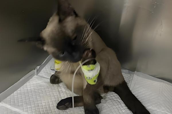 怎么检查猫瘟，可通过临床症状进行初步检查