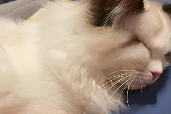 怎么检查猫瘟，可通过临床症状进行初步检查