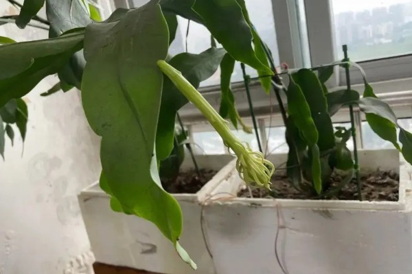 夏天可以移栽昙花吗，可以移栽