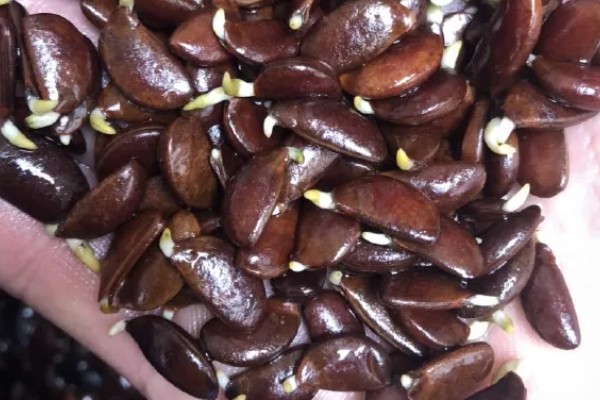 柿子种子可以种植吗,可以种植