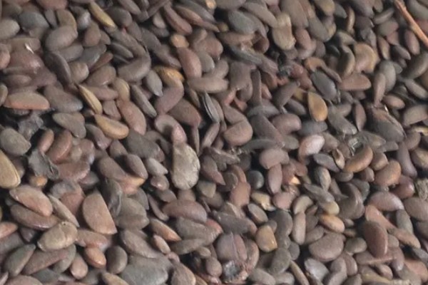 柿子种子可以种植吗,可以种植