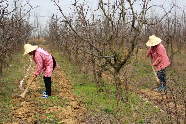 柿子种子可以种植吗,可以种植