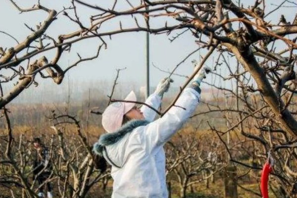 柿子种子可以种植吗,可以种植