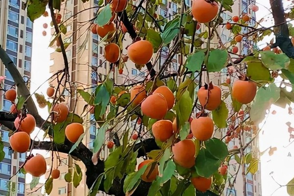 柿子种子可以种植吗,可以种植