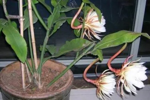 夏天可以移栽昙花吗，可以移栽