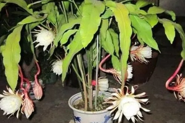 夏天可以移栽昙花吗，可以移栽