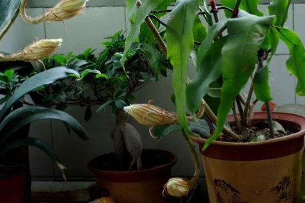 夏天可以移栽昙花吗，可以移栽