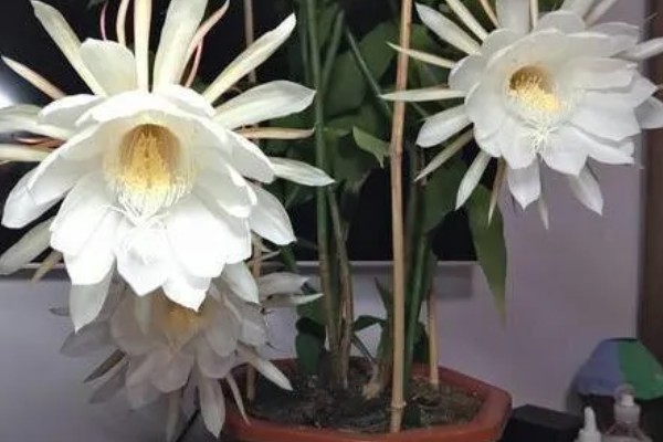 夏天可以移栽昙花吗，可以移栽