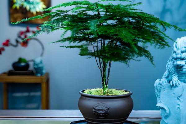 养文竹用什么花盆，紫砂盆、陶瓷盆、瓦罐盆都是适宜选择