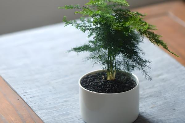 养文竹用什么花盆，紫砂盆、陶瓷盆、瓦罐盆都是适宜选择