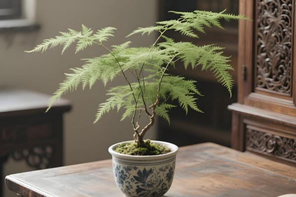 养文竹用什么花盆，紫砂盆、陶瓷盆、瓦罐盆都是适宜选择