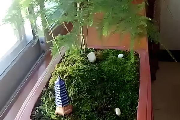 养文竹用什么花盆，紫砂盆、陶瓷盆、瓦罐盆都是适宜选择