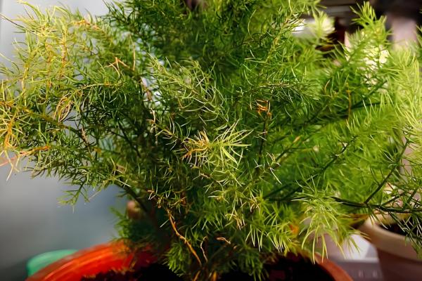 养文竹用什么花盆，紫砂盆、陶瓷盆、瓦罐盆都是适宜选择