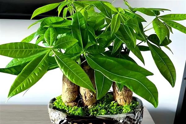 发财树烂根可以自愈吗，不会自愈